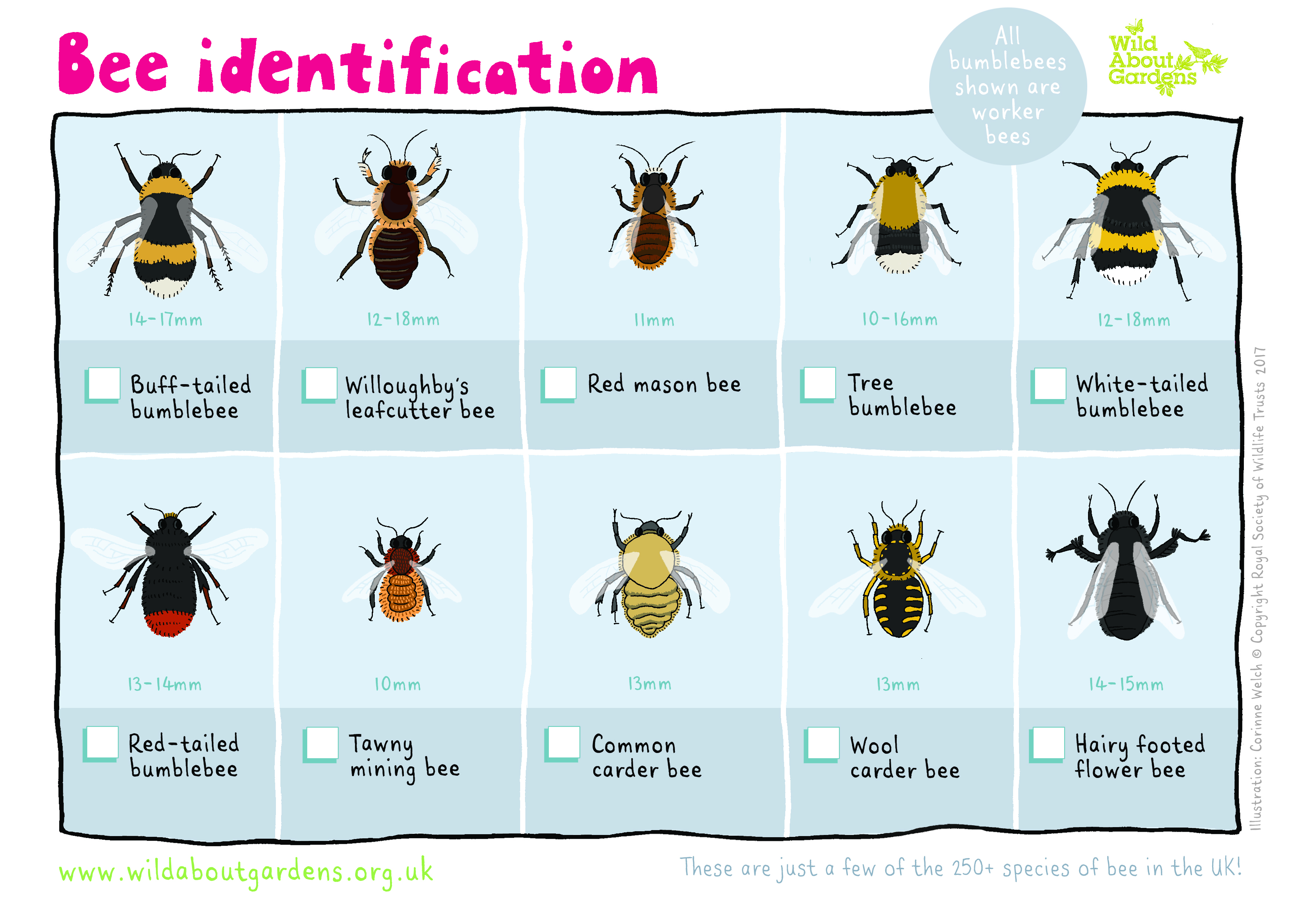 Bees and pollinators Shropshire Wildlife Trust